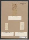 Navicula jamalinensis Cleve. (de-Toni-Nr.: Genus 1, Species 411) Zeichnungen Sammlung Grunow Nr. 917 (NHMW-BOT-W0367394)